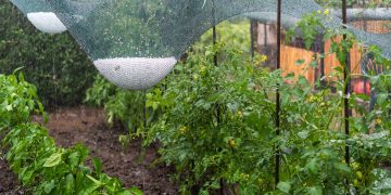 Per i danni agricoli da maltempo registrati a luglio in provincia di mantova la Giunta regionale ha chiesto al Governo il riconoscimento dell'eccezionalità del fatto