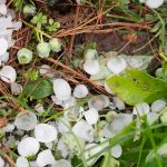 Ingenti danni agricoli in provincia di Lodi a causa del maltempo di luglio