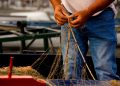 Per la pesca professionista sostenibile in Lombardia un bando da 350.000 euro