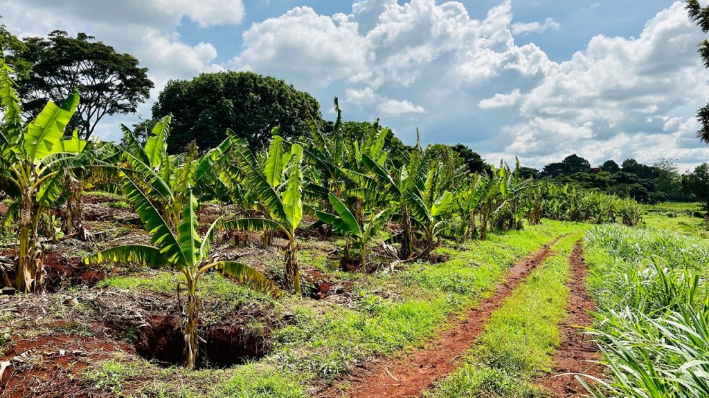 immagine di una piantagione di caffè per dare idea del progetto agripact in kenya di regione lombardia