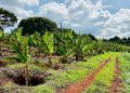 immagine di una piantagione di caffè per dare idea del progetto agripact in kenya di regione lombardia