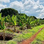 immagine di una piantagione di caffè per dare idea del progetto agripact in kenya di regione lombardia