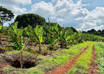 immagine di una piantagione di caffè per dare idea del progetto agripact in kenya di regione lombardia