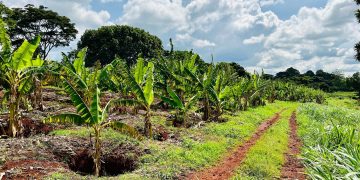 immagine di una piantagione di caffè per dare idea del progetto agripact in kenya di regione lombardia
