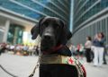 Regione Lombardia stanzia 150.000 euro per sostenere le associazioni che si occupano della crescita e dell’addestramento di cani guida
