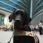 Regione Lombardia stanzia 150.000 euro per sostenere le associazioni che si occupano della crescita e dell’addestramento di cani guida
