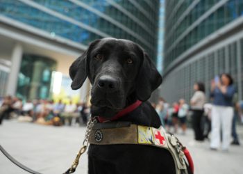 Regione Lombardia stanzia 150.000 euro per sostenere le associazioni che si occupano della crescita e dell’addestramento di cani guida