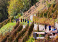 Presentata a Palazzo Lombardia l'edizione 2026 della gara podistica Valle dei Segni Wine Trail, in programma dal 23 al 25 ottobre