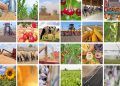 Politica agricola comune torna a essere pilastro per la Ue