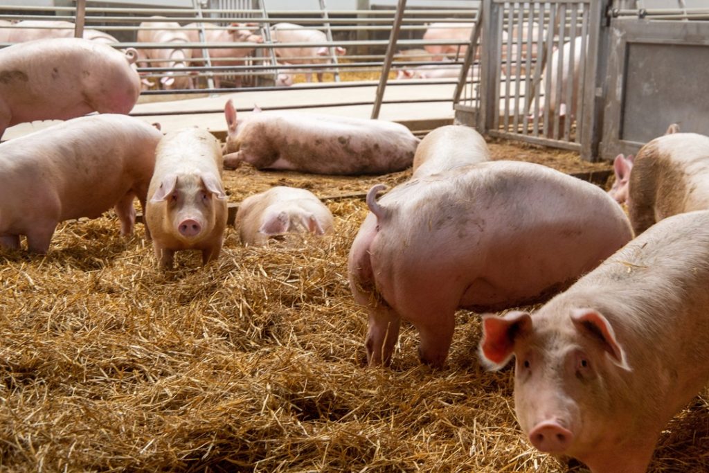 Da Unione europea via libera all'allentamento delle restrizioni per la Peste suina africana in provincia di Pavia