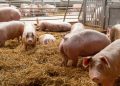 Da Unione europea via libera all'allentamento delle restrizioni per la Peste suina africana in provincia di Pavia