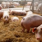 Da Unione europea via libera all'allentamento delle restrizioni per la Peste suina africana in provincia di Pavia