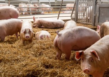 Da Unione europea via libera all'allentamento delle restrizioni per la Peste suina africana in provincia di Pavia