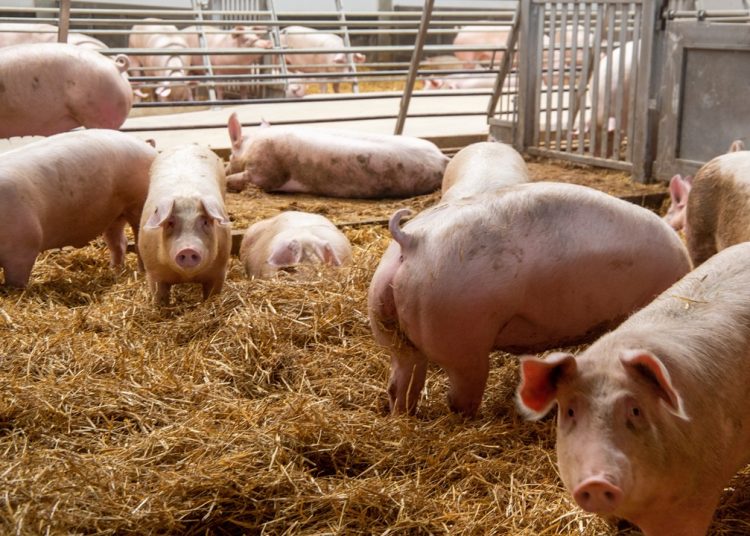 Da Unione europea via libera all'allentamento delle restrizioni per la Peste suina africana in provincia di Pavia