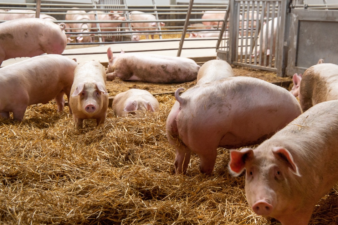 Da Unione europea via libera all'allentamento delle restrizioni per la Peste suina africana in provincia di Pavia