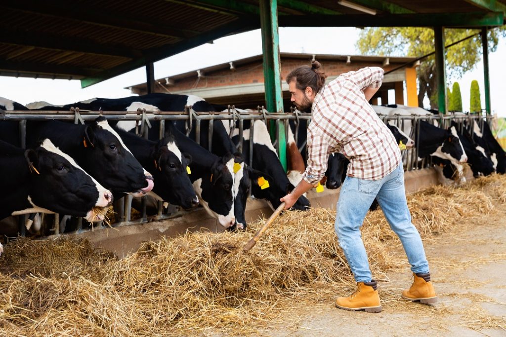 Regione Lombardia mette in campo 15 milioni di euro per sostenere le imprese agricole (in foto un imprenditore agricolo al lavoro in un allevamento) in una fase segnata dall’aumento dei costi.