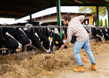 Regione Lombardia mette in campo 15 milioni di euro per sostenere le imprese agricole (in foto un imprenditore agricolo al lavoro in un allevamento) in una fase segnata dall’aumento dei costi.