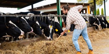 Regione Lombardia mette in campo 15 milioni di euro per sostenere le imprese agricole (in foto un imprenditore agricolo al lavoro in un allevamento) in una fase segnata dall’aumento dei costi.