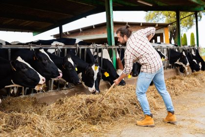 Regione Lombardia mette in campo 15 milioni di euro per sostenere le imprese agricole (in foto un imprenditore agricolo al lavoro in un allevamento) in una fase segnata dall’aumento dei costi.