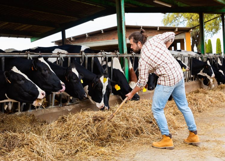 Regione Lombardia mette in campo 15 milioni di euro per sostenere le imprese agricole (in foto un imprenditore agricolo al lavoro in un allevamento) in una fase segnata dall’aumento dei costi.